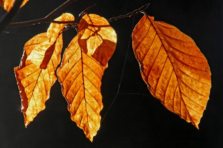 Nature forest fall foliage