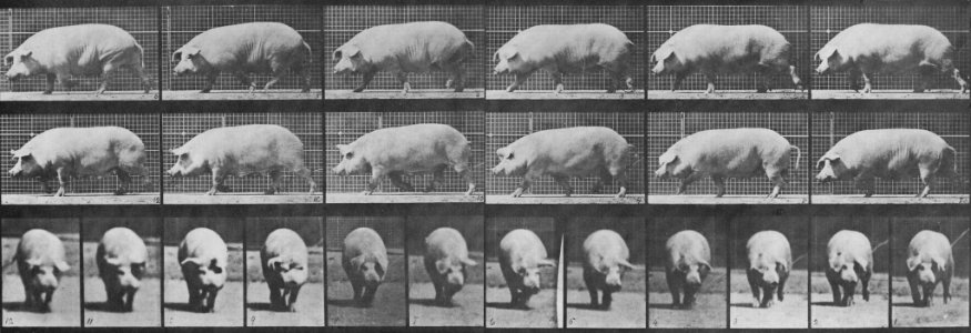 Muybridge, Eadweard - Gehende Sau (0.77 Sekunden) (Zeno Fotografie)