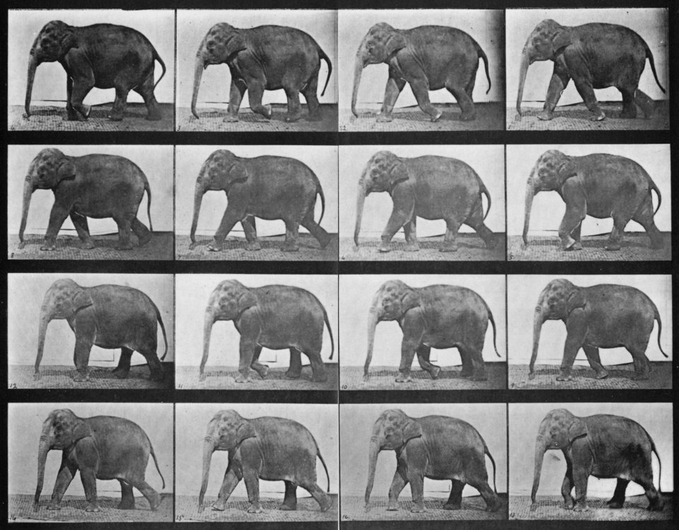Muybridge, Eadweard - Gehender Elefant (0.63 Sekunden im Durchschnitt) (Zeno Fotografie)