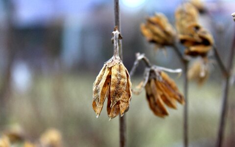 At the court of nature winter photo