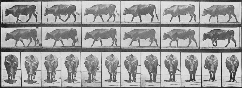 Muybridge, Eadweard - Gehender Ochse (1.23 Sekunden) (Zeno Fotografie)