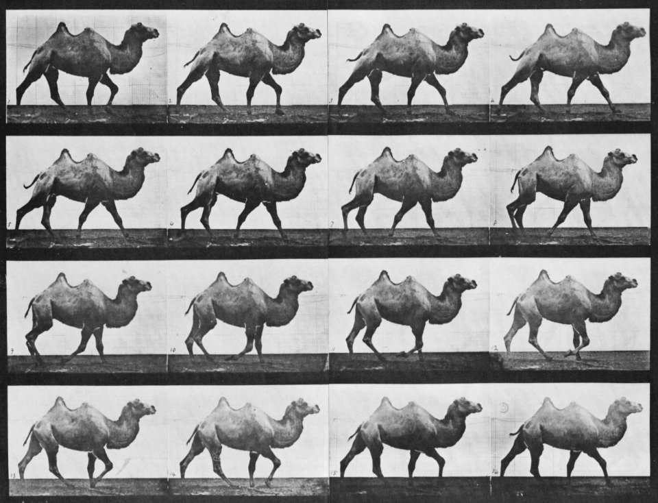 Muybridge, Eadweard - Gehendes Kamel (0.57 Sekunden) (Zeno Fotografie)