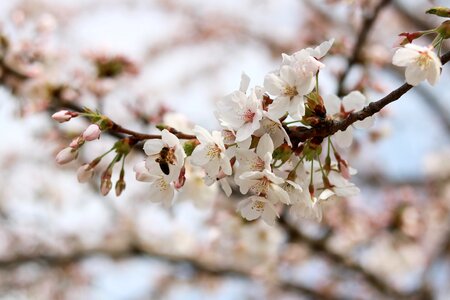 Branch nature plant photo