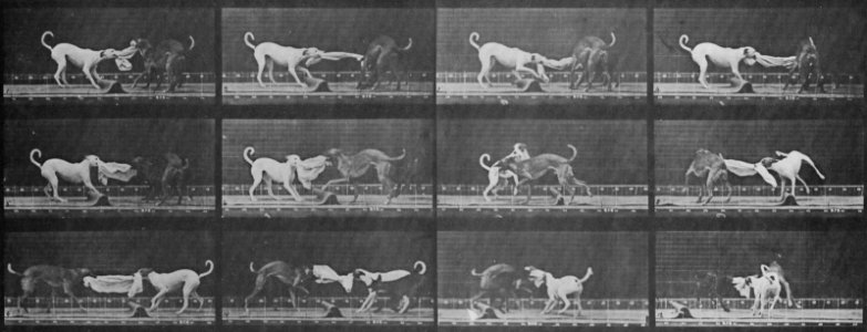 Muybridge, Eadweard - Ike und Maggie zerren an einem Tuch (Zeno Fotografie)
