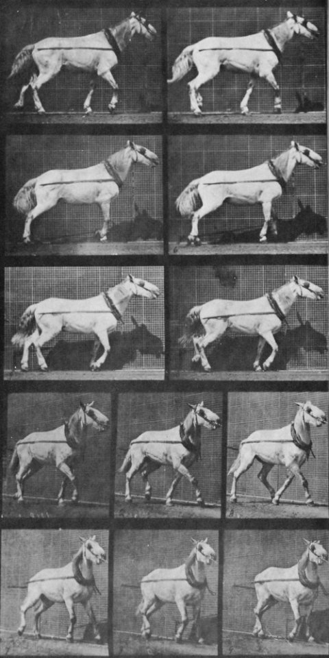 Muybridge, Eadweard - Johnson schleppt, sein Kopf wird gezogen (0.75 Sekunden) (Zeno Fotografie)