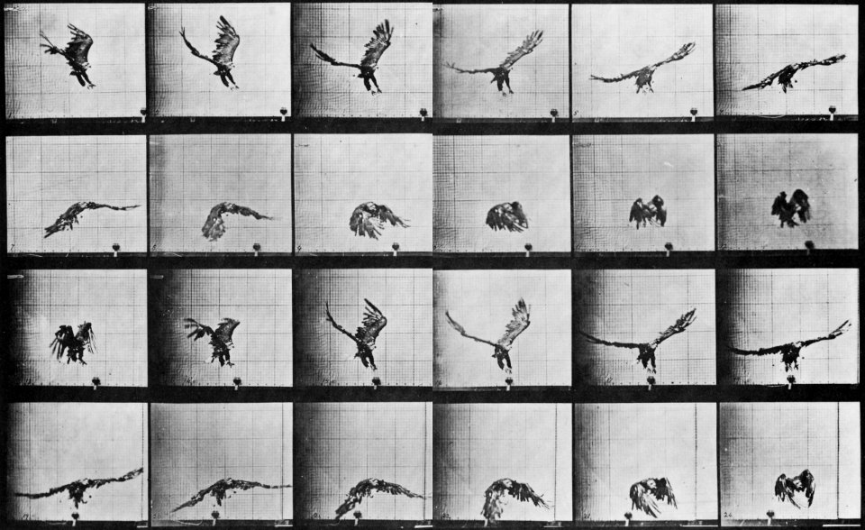 Muybridge, Eadweard - Nahe der Erde fliegender Adler (0.19 Sekunden) (Zeno Fotografie)