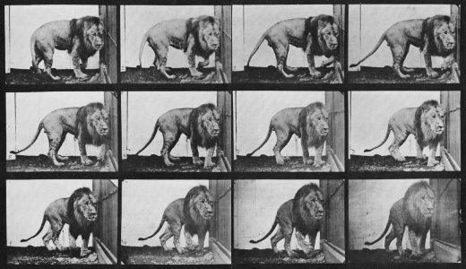 Muybridge, Eadweard - Sich umdrehender Löwe (1.14 Sekunden) (Zeno Fotografie)