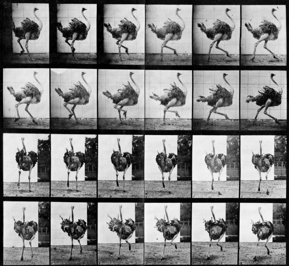 Muybridge, Eadweard - Strauß im Anlauf (0.52 Sekunden) (Zeno Fotografie)