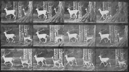 Muybridge, Eadweard - Trottender Bock und Dammhirschkuh (0.69 Sekunden) (Zeno Fotografie)