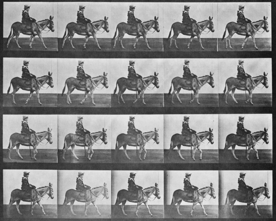 Muybridge, Eadweard - Zoospaziergang, mit Reiter (0.36 Sekunden) (Zeno Fotografie)