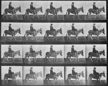 Muybridge, Eadweard - Zoospaziergang, mit Reiter (0.36 Sekunden) (Zeno Fotografie)