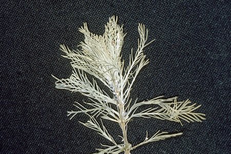 Myriophyllum aquaticum NRCS-1