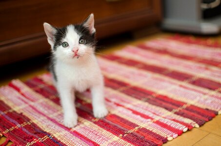 Charming toddler domestic cat photo