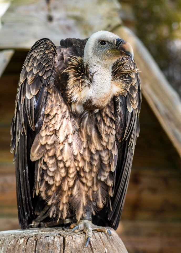 Raptor bird scavenger