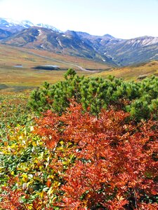 Fall colors rowan cedar photo