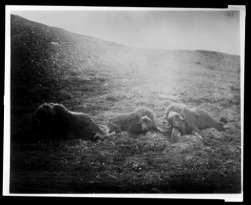Musk cattle killed on Mt. Cartmel, Aug. 1881 LCCN2009634181 photo