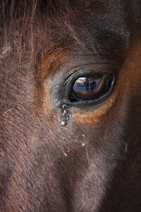 Thoroughbred horse nature animal head