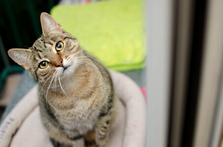 Eyes cat's eyes animal