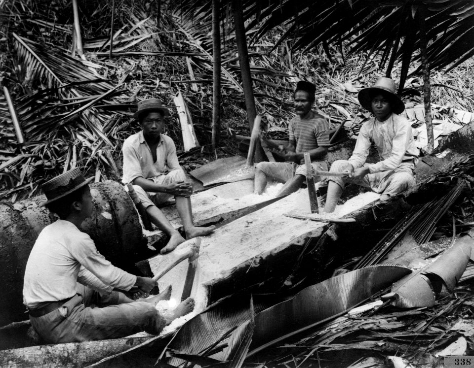 Märgen bultas loss ur en kluven sagopalm. Sulawesi, Banggaai, Poso. Indonesien - SMVK - 000338