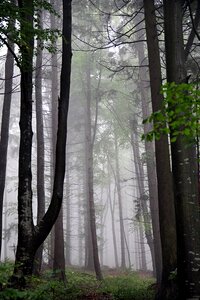 Slope mountains fern photo