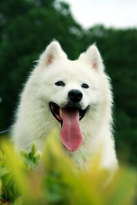 Samoyed pets sled dogs