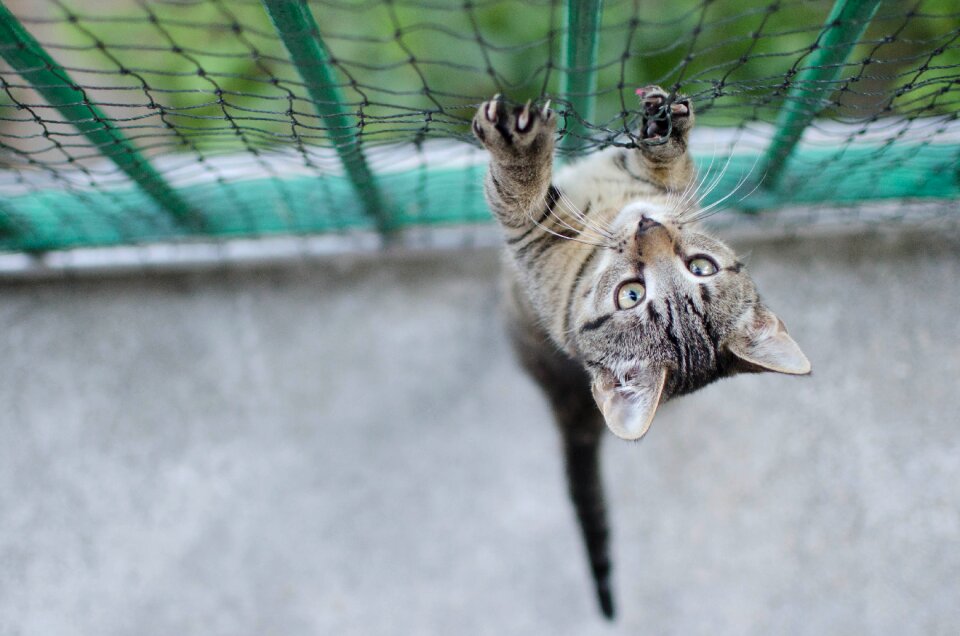 Pets cat safe a normal cat