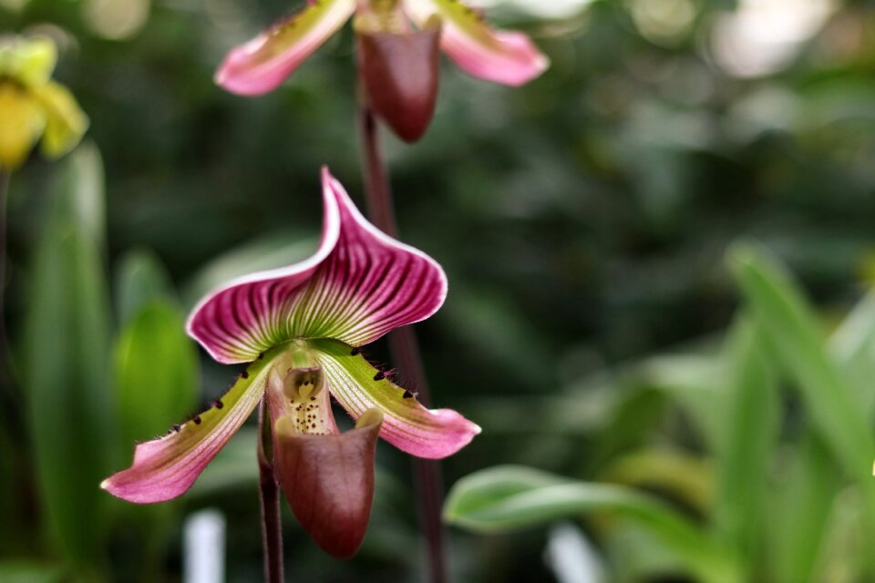 Garden leaf flowers