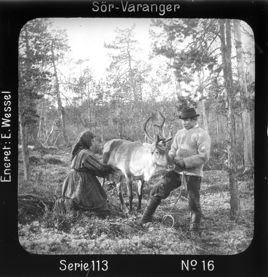 Melking av reinsdyr i skogen, Mutkavarre (Eidfjell), Sør- Varanger, Finnmark, før 1900 - Norsk folkemuseum - NF.15205-016