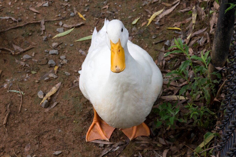 White feathers beak