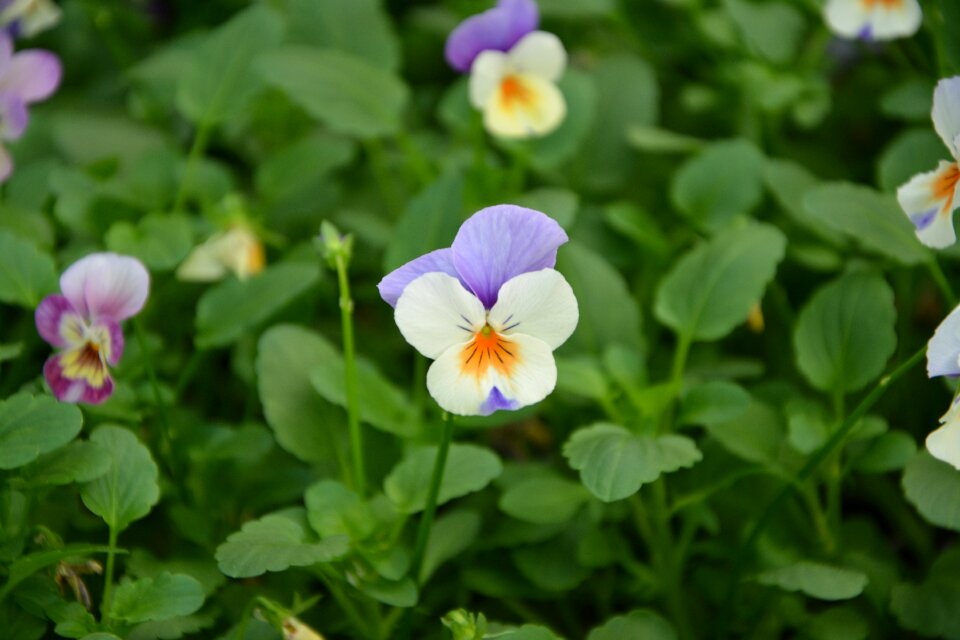 Flowering green foliage garden