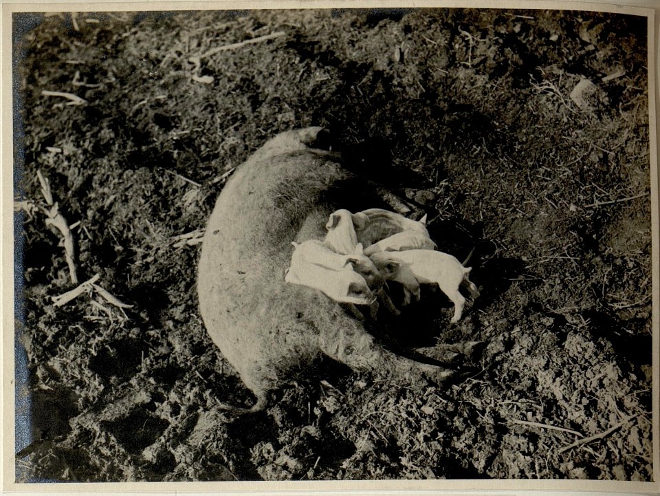 Mutterschwein, aufgenommen am 2.1.1917 (BildID 15544986)