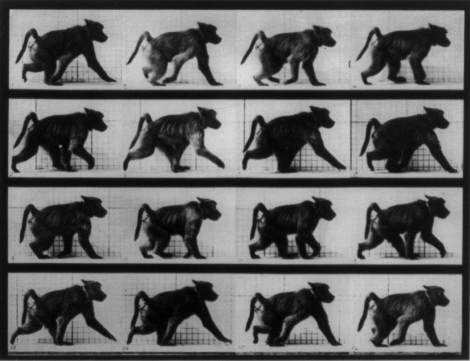 Muybridge baboon running 1