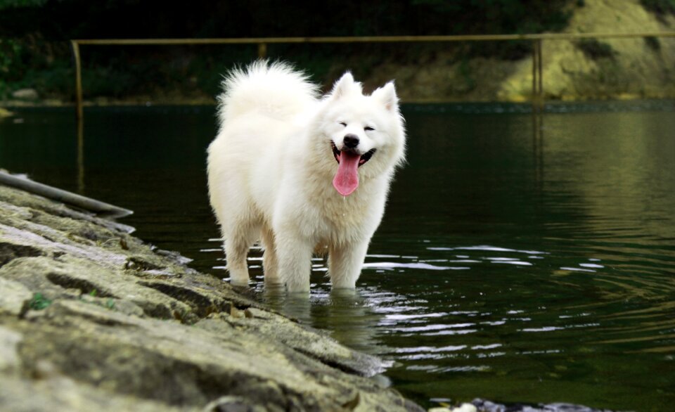 Samoyed pets sled dogs