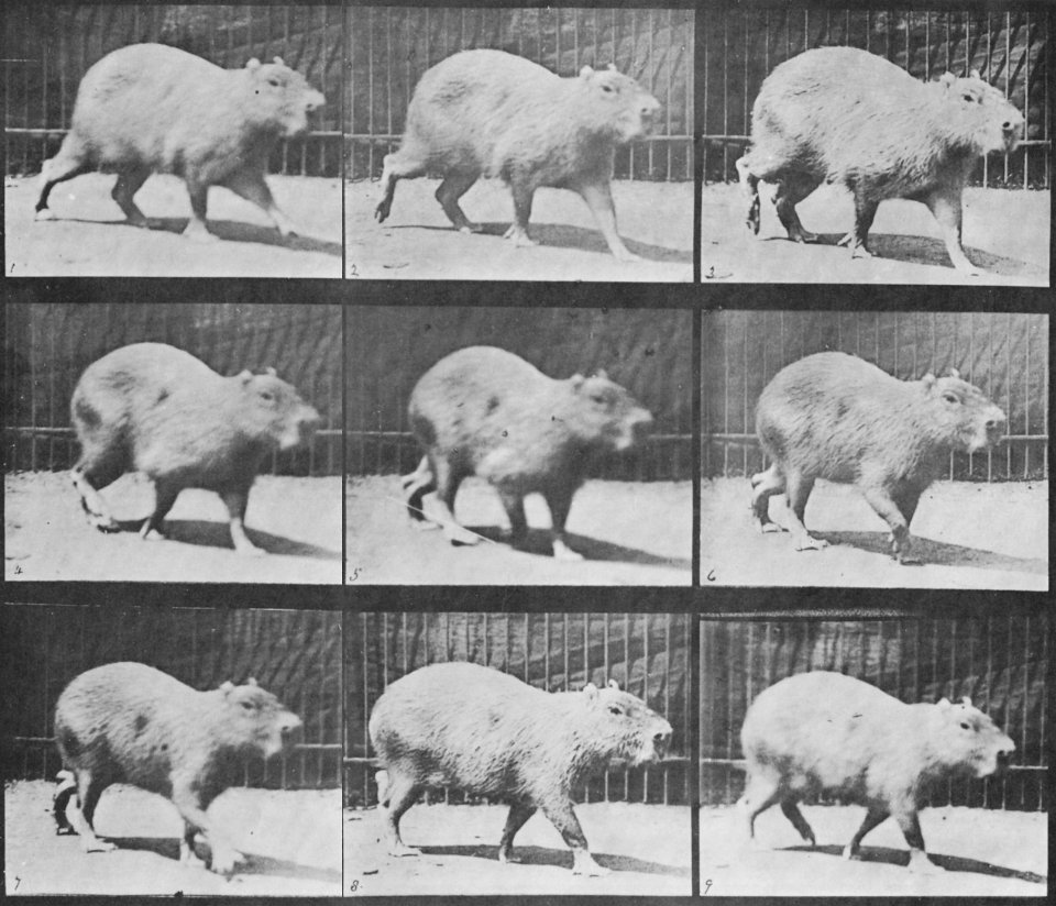 Muybridge, Eadweard - Cabybara, gehend (Zeno Fotografie)