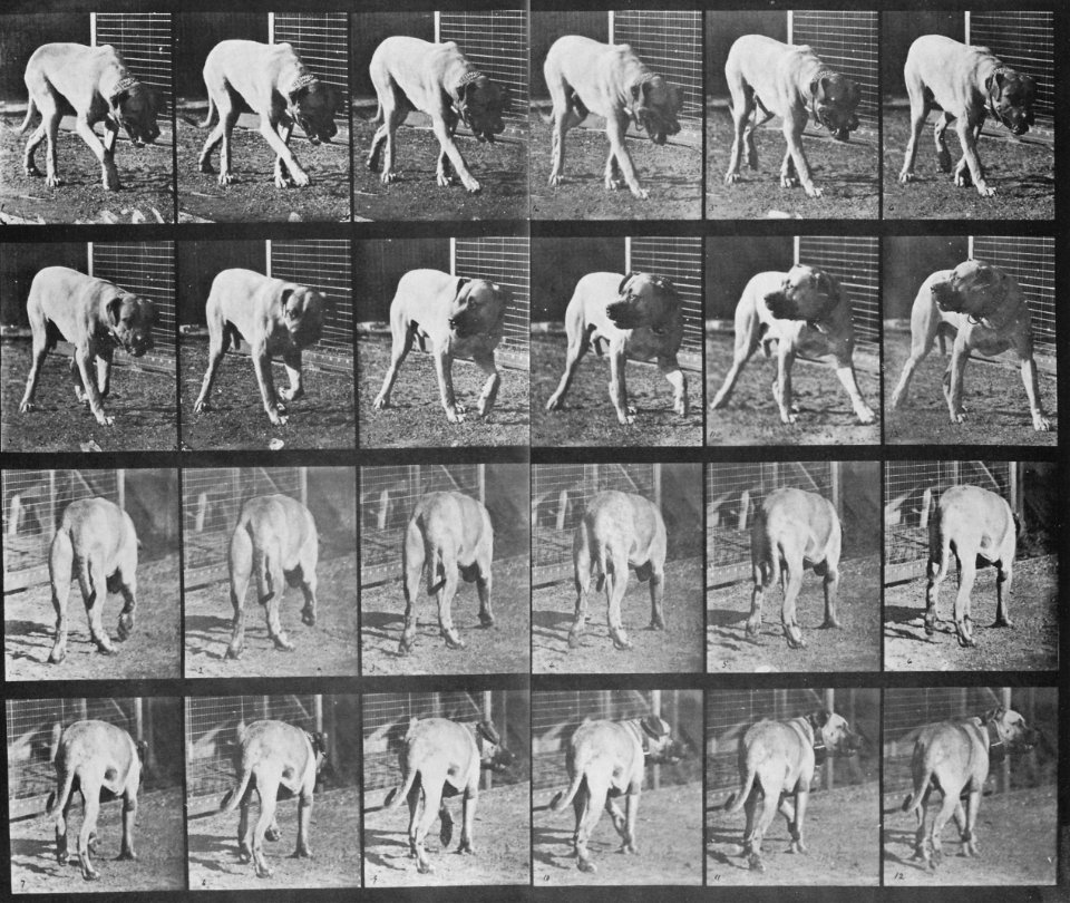 Muybridge, Eadweard - Dread, gehend (Zeno Fotografie)