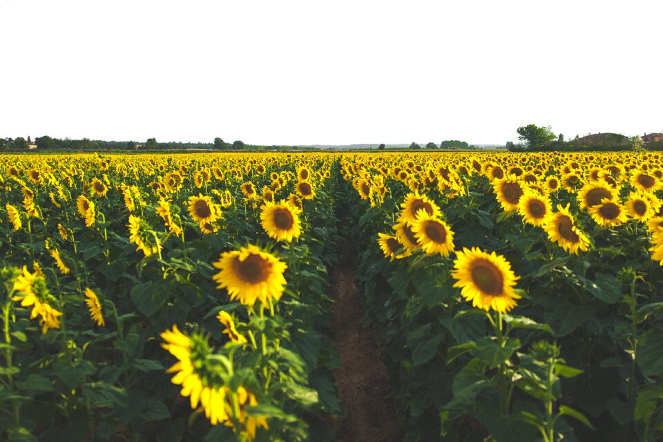 Field farm garden