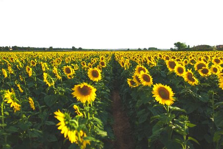 Field farm garden