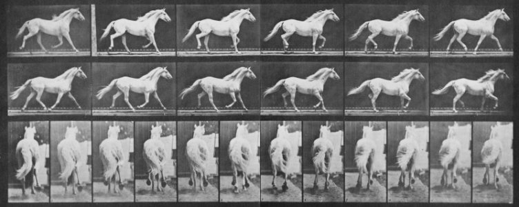 Muybridge, Eadweard - Eagle, trottet frei (0.45 Sekunden) (Zeno Fotografie)