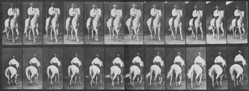 Muybridge, Eadweard - Elberon mit Reiter (0.46 Sekunden) (Zeno Fotografie)
