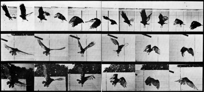 Muybridge, Eadweard - Fliegender Geier (0.40 Sekunden) (Zeno Fotografie)