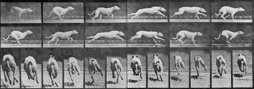 Muybridge, Eadweard - Galoppierende Maggie, wendet (0.49 Sekunden) (Zeno Fotografie)