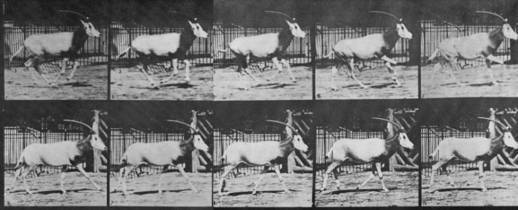 Muybridge, Eadweard - Galoppierender Oryx (Zeno Fotografie)