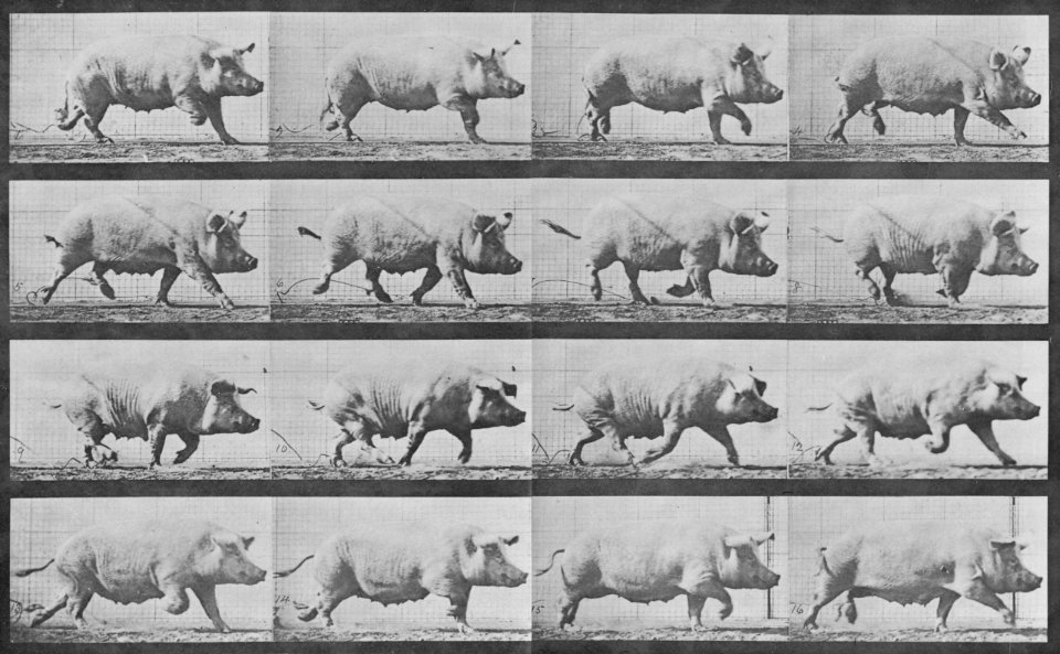Muybridge, Eadweard - Gehende Sau (0.31 Sekunden) (Zeno Fotografie)