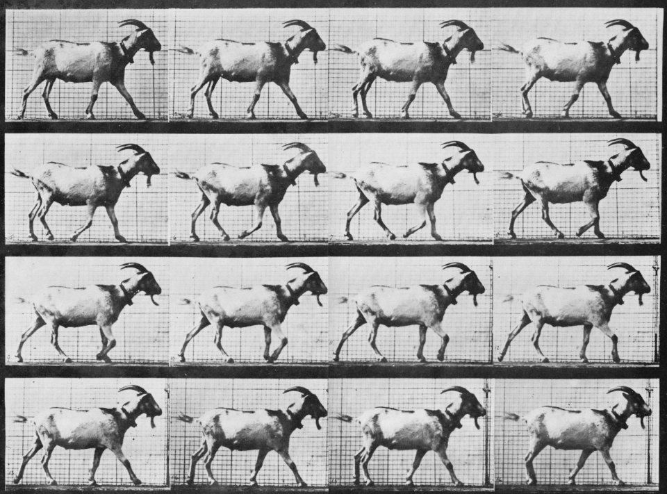 Muybridge, Eadweard - Gehende Ziege (0.43 Sekunden) (Zeno Fotografie)