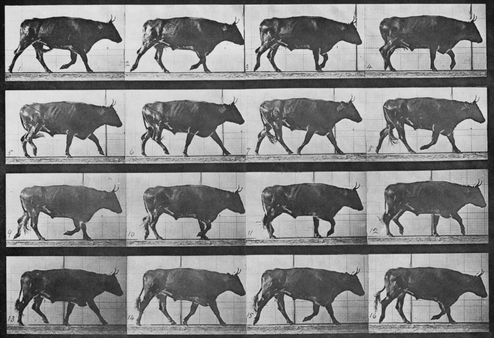 Muybridge, Eadweard - Gehender Ochse (0.56 Sekunden) (Zeno Fotografie)