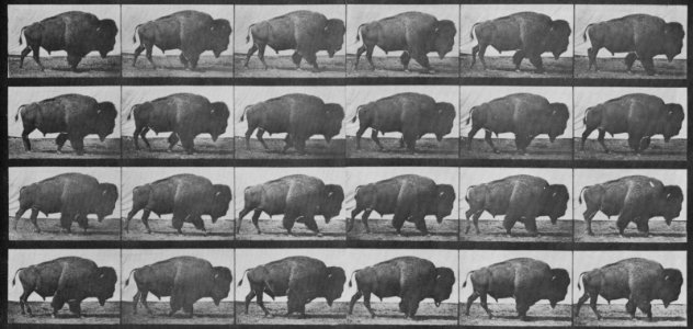 Muybridge, Eadweard - Gehendes Bison (0.65 Sekunden) (Zeno Fotografie)