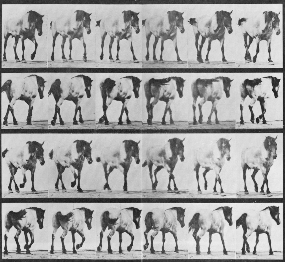 Muybridge, Eadweard - Hansel, frei gehend (0.90 Sekunden) (Zeno Fotografie)