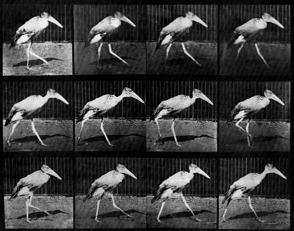 Muybridge, Eadweard - Indischer Marabu, geht (Zeno Fotografie)
