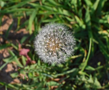 Summer nature weed photo