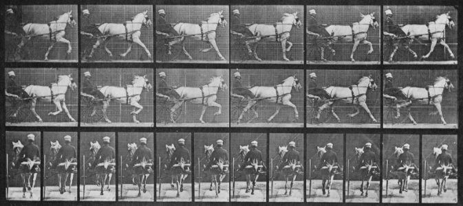 Muybridge, Eadweard - Katydid mit Sulky (0.52 Sekunden) (Zeno Fotografie)